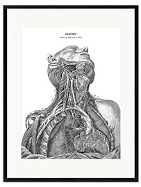 Impressão artística com moldura  Anatomia do sistema nervoso no coração, no pescoço e no braço