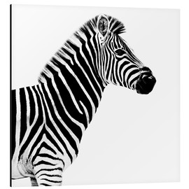 Quadro em alumínio  Zebra em branco - Philippe HUGONNARD