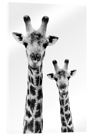 Quadro em acrílico  Girafa e o seu bebé - Philippe HUGONNARD