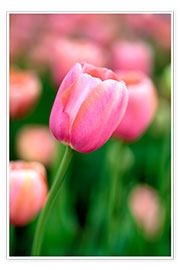 Póster  Single pink tulip