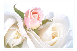 Póster  Roses on a white background
