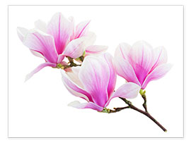 Póster  Branch of pink magnolia