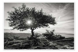 Póster  sun tree - Thomas Klinder