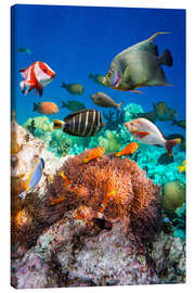 Quadro em tela  Recife de coral nas Maldivas