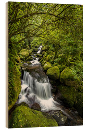 Quadro de madeira  Forest stream with waterfall - Thomas Klinder