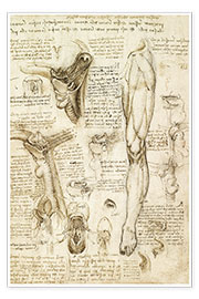 Póster  Estudo anatómico (laringe e perna) - Leonardo da Vinci