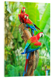 Quadro em acrílico  Group of dark red macaws