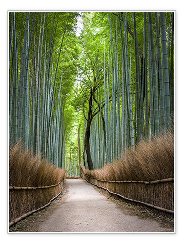 Póster Bamboo Forest in Kyoto Sagano Arashiyama, Japan