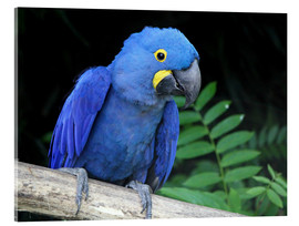 Quadro em acrílico  Hyacinth macaw