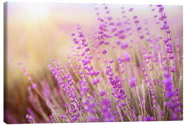Quadro em tela  blooming lavender
