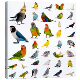 Quadro em tela  Parrots and parakeets