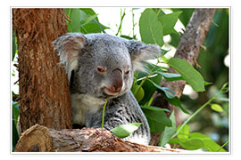 Póster  Don Koala
