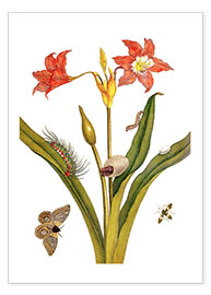 Póster  lily with lepidoptera metamorphosis - Maria Sibylla Merian