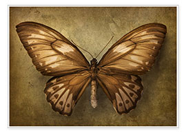 Póster  Brown butterfly - Elena Schweitzer