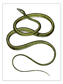 Póster  Long-nosed Tree Snake - German School