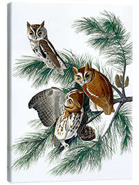 Quadro em tela  Três corujas - John James Audubon