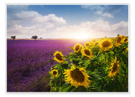 Póster  Lavender and sunflowers fields , Provence - Elena Schweitzer