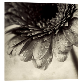 Quadro em acrílico  Close up abstract of gerbera flower