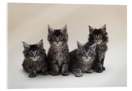 Quadro em acrílico  Maine Coon Kittens 2 - Heidi Bollich