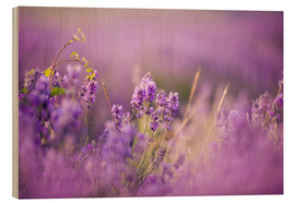 Quadro de madeira  Lavender field in Provence, Hokkaido