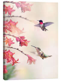 Quadro em tela  Hummingbirds and flowers