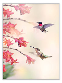 Póster  Hummingbirds and flowers