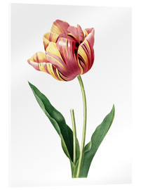 Quadro em acrílico  tulip - Pierre Joseph Redouté