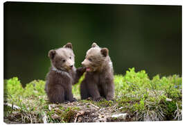 Quadro em tela  Two young brown bears