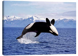 Quadro em tela  Killer Whale, leaping, Canada - Gérard Lacz