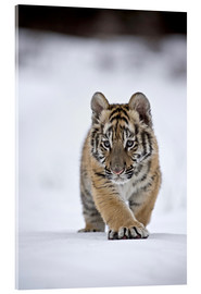 Quadro em acrílico  Siberian Tiger cub, walking on snow - FLPA