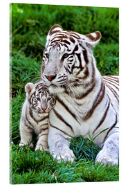 Quadro em acrílico  White tiger mother with child - Gérard Lacz