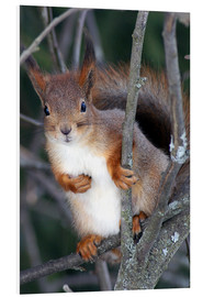 Quadro em PVC  Squirrel guards his tree