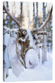 Quadro em tela  Reindeer in Lapland