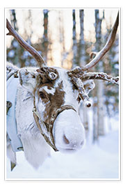 Póster  Reindeer in Lapland