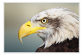 Póster  Bald eagle