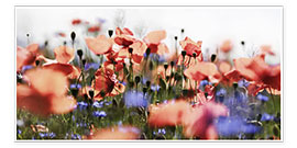 Póster Poppies and Cornflowers