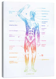 Quadro em tela  Sistema muscular arco-íris I (inglês) - Mod Pop Deco