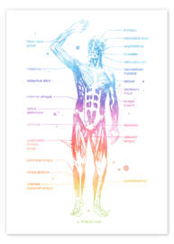 Póster  Sistema muscular arco-íris I (inglês) - Mod Pop Deco