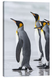 Quadro em tela  Rei pinguins em ilhas Falkand - Martin Zwick