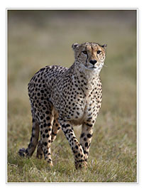 Póster  Watchful cheetah - James Hager