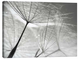 Quadro em tela  Dandelion Umbrella em preto e branco - Julia Delgado